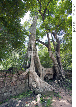 カンボジア シェムリアップ タプローム遺跡 カンボジア シェムリアップ タプローム遺跡 19456424