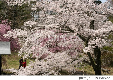 佐白公園の桜 佐白公園の桜 19456522