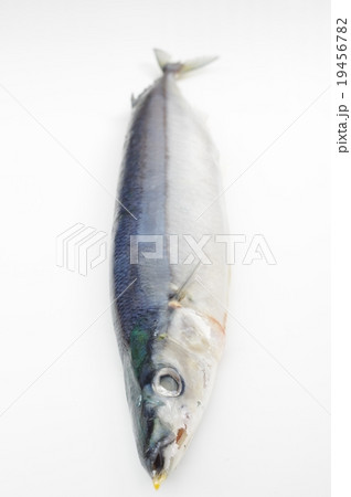 サンマ(秋刀魚) 全体俯瞰 サンマ(秋刀魚) 全体俯瞰 19456782