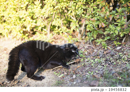 毛が逆立った黒猫 毛が逆立った黒猫 19456832
