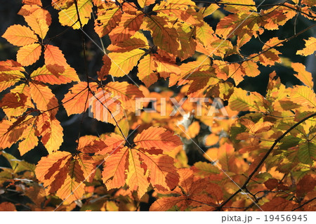 自然 植物 コナラ、冬の陽を受けて鮮やかなオレンジ色に発色した黄葉 自然 植物 コナラ、冬の陽を受けて鮮やかなオレンジ色に発色した黄葉 19456945