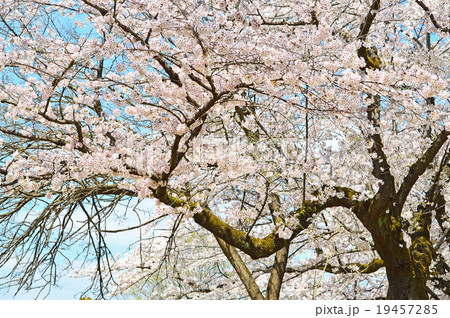 桜 19457285