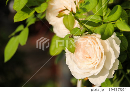 White rose 19457394
