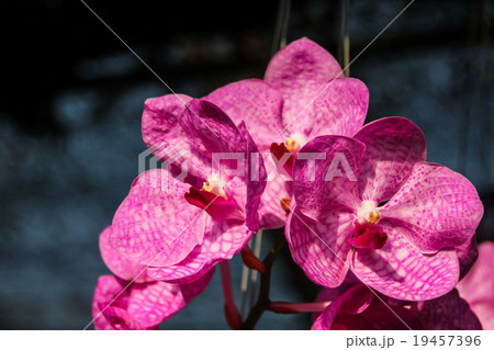 Purple Vanda Orchid 19457396