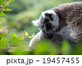 昼下がりのワオキツネザル 19457455