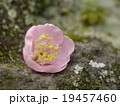 ピンクの梅一輪 19457460