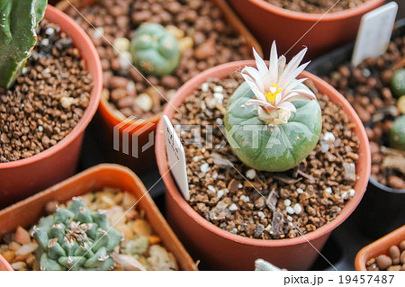 Flower of Lophophora koehresii cactus Flower of Lophophora koehresii cactus 19457487