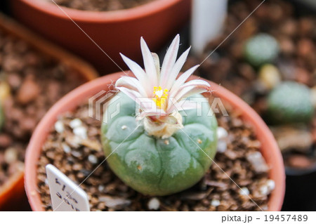 Flower of Lophophora koehresii cactus 19457489