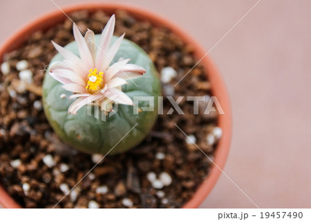 Flower of Lophophora koehresii cactus 19457490