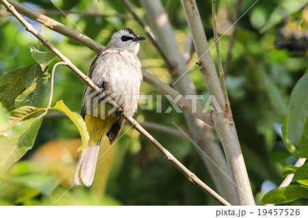 Yellow-vented Bulbul Yellow-vented Bulbul 19457526