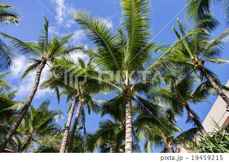 ハワイ (Hawaii Honolulu Waikiki 椰子) ハワイ (Hawaii Honolulu Waikiki 椰子) 19459215
