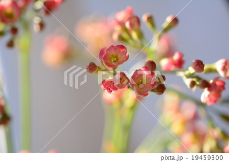 水無しで飾れる、多肉植物の花 水無しで飾れる、多肉植物の花 19459300