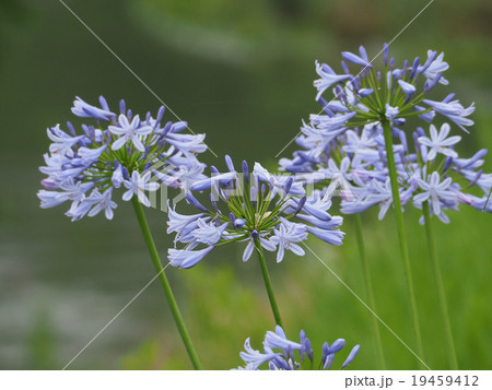 アガパンサス アガパンサス 19459412