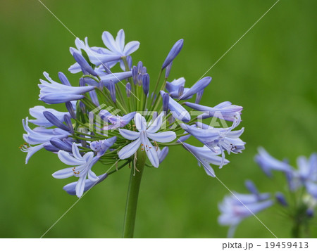 アガパンサス 19459413