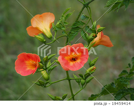 ノウゼンカズラ ノウゼンカズラ 19459414