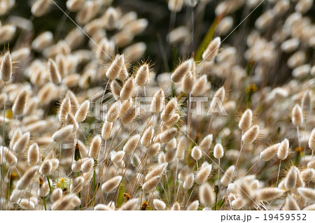 Fluffy yellow, white grass in the sun in the wind Fluffy yellow, white grass in the sun in the wind 19459552