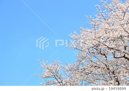 桜 桜 19459899