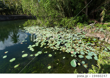 flora on indonesian pond flora on indonesian pond 19460247