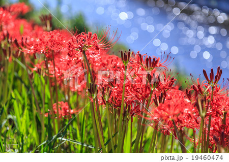早朝の彼岸花 早朝の彼岸花 19460474