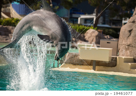 The dolphin show at Sea World The dolphin show at Sea World 19461077