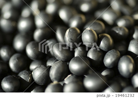 黒豆 19461232