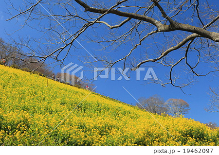 マザー牧場 菜の花の丘の写真素材