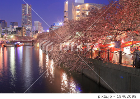 横浜大岡川夜桜 19462098