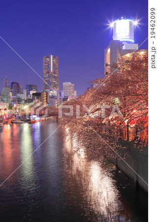 横浜大岡川夜桜 19462099