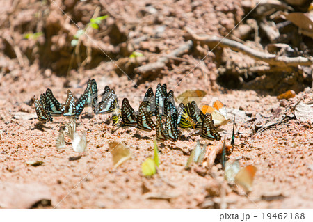 Group of butterflies common jay eaten mineral. 19462188