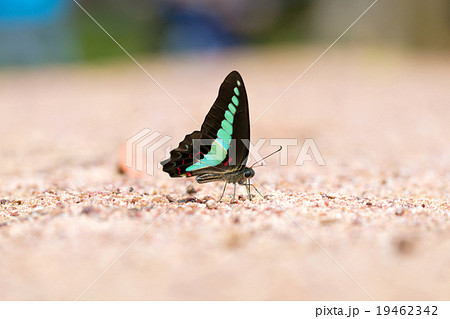 Butterfly common jay eaten mineral on sand. Butterfly common jay eaten mineral on sand. 19462342
