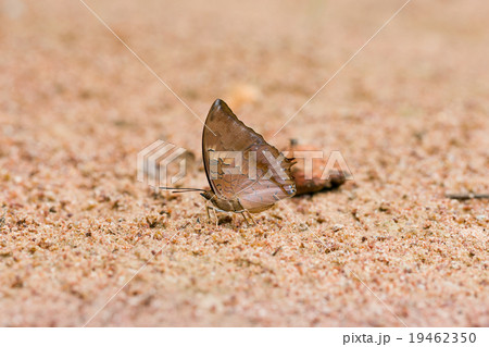 Scarce Tawny rajah eaten mineral on sand. 19462350