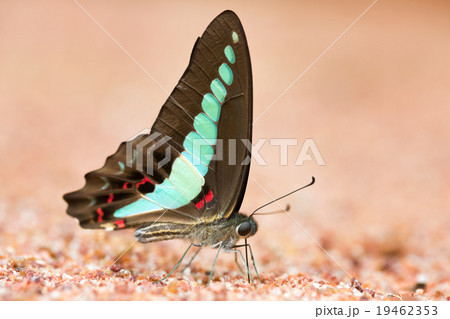 Butterfly common jay eaten mineral on sand. 19462353