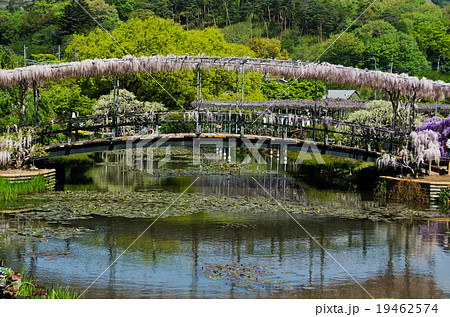 足利フラワーパーク 藤満開 足利フラワーパーク 藤満開 19462574