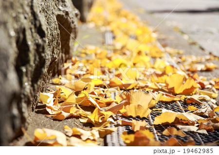 落ち葉 落ち葉 19462985