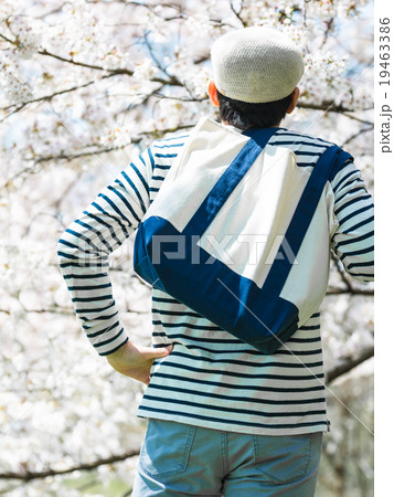 桜シーズン 桜シーズン 19463386