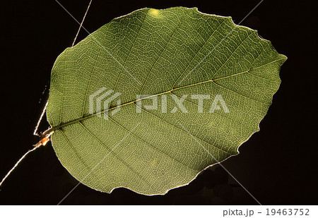 Beech leaf Beech leaf 19463752