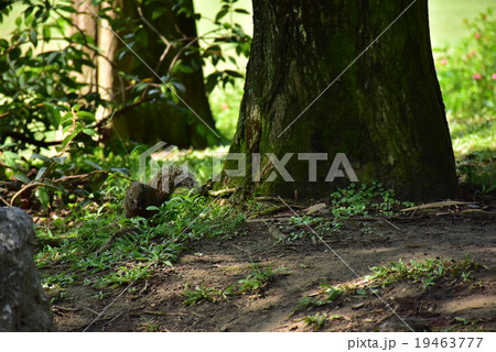 公園内にいる野生のリス 19463777