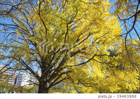 イチョウの紅葉 イチョウの紅葉 19463988