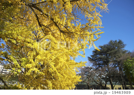 イチョウの紅葉 イチョウの紅葉 19463989