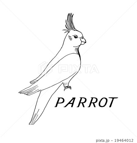 Amazon parrot sketch Royalty Free Vector Image-gemektower.com.vn