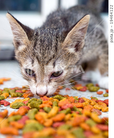 Little cute kittens eating instant food 19464122