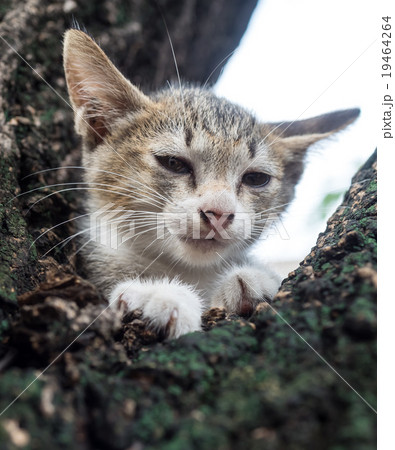 Pity cute kitten on tree 19464264