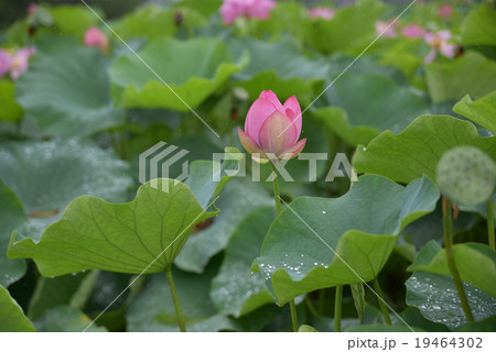 ハスの花 ハスの花 19464302