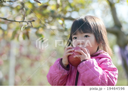 りんご狩り りんご狩り 19464596