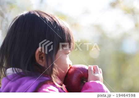 りんご狩り りんご狩り 19464598