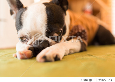 ボストンテリア　犬 19465173
