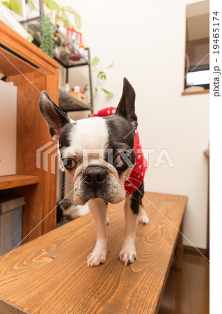 ボストンテリア　犬 19465174