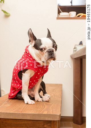 ボストンテリア　犬 19465176