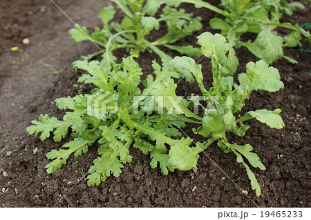 春菊畑 春菊畑 19465233