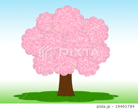 桜の木 19465784
